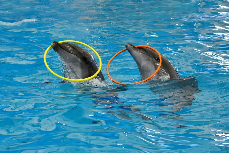2_Dolphins Bay Phuket