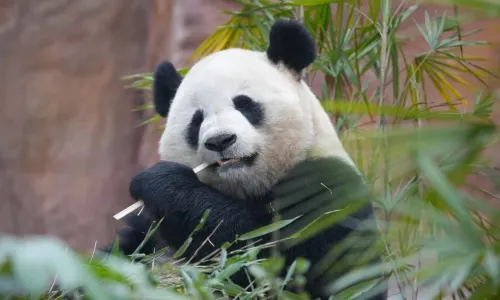 Locajoy Chong Qing Wild Animal World