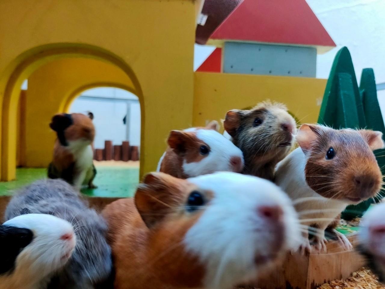 回巢 Homing 荒野沙漠農場園區