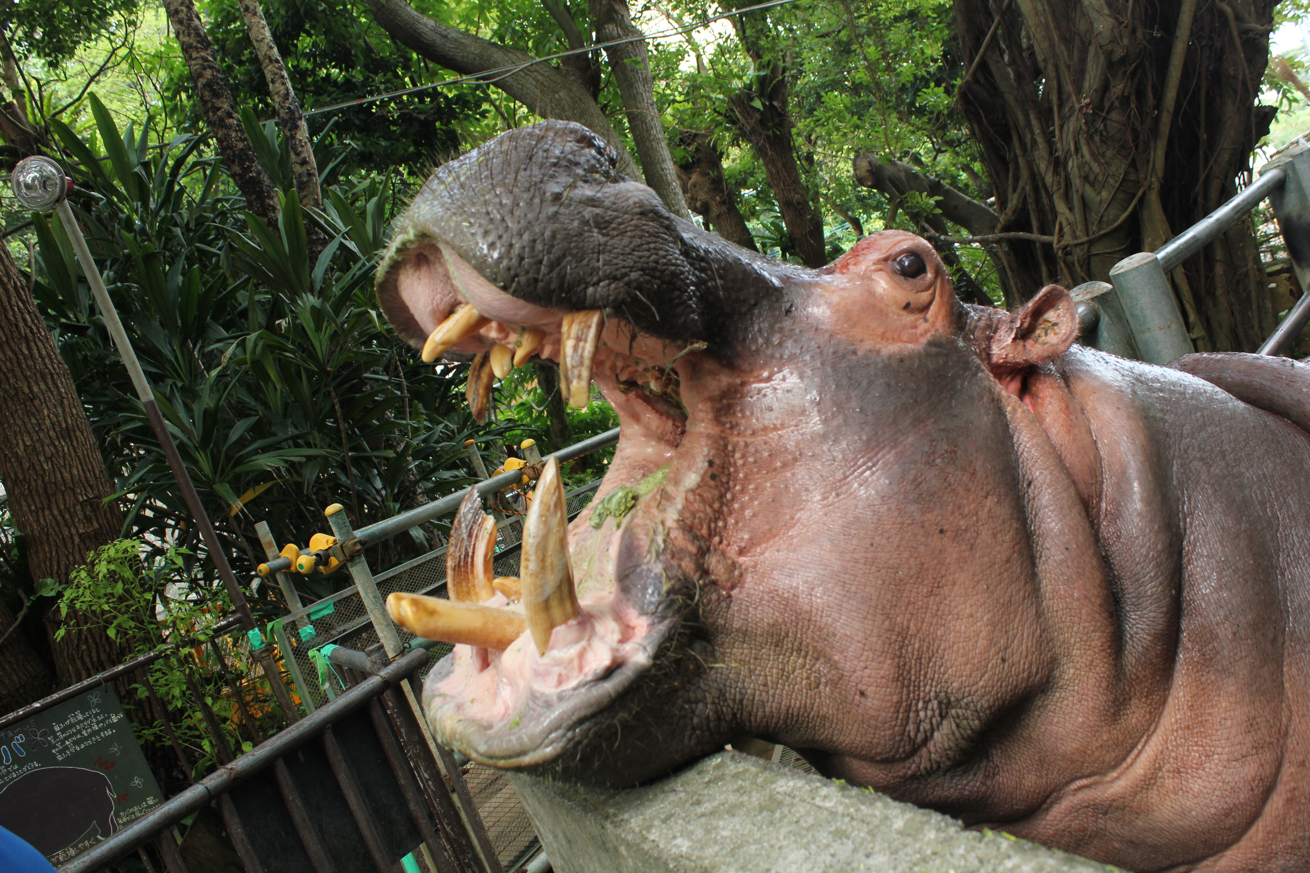 沖縄こどもの国 Okinawa zoo ＆ museum 入場Eチケット 予約