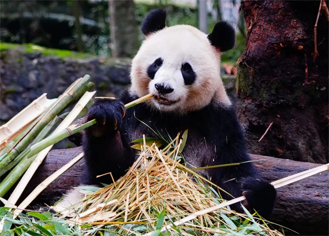 Dujiangyan China Giant Panda Garden