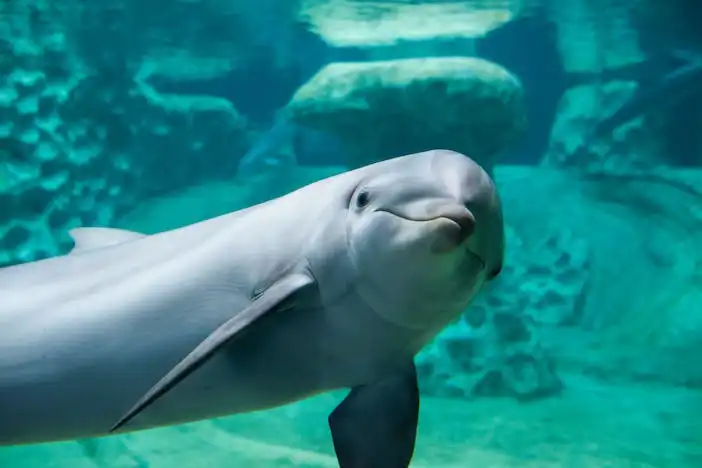 4_Georgia Aquarium