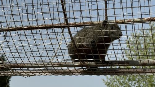 Baihu Mountain Zoo