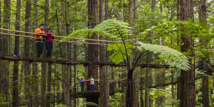 Redwoods – Whakarewarewa Forest