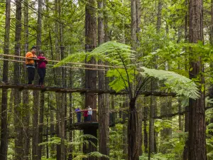 Redwoods – Whakarewarewa Forest