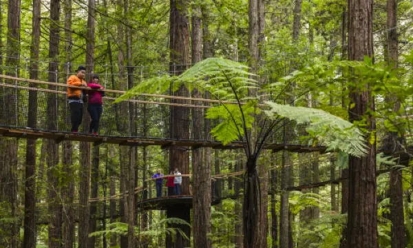Redwoods - Whakarewarewa Forest