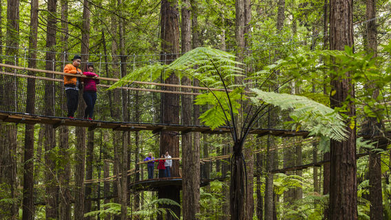 Redwoods – Whakarewarewa Forest