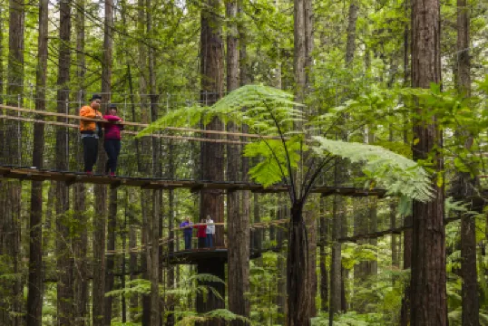 Redwoods – Whakarewarewa Forest
