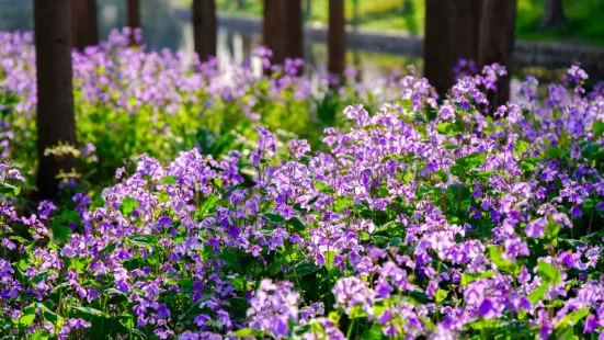 Binjiang Forest Park