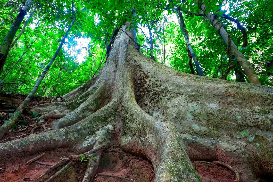 5_Parashorea Chinensis Park