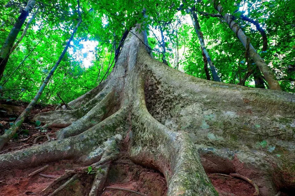 5_Parashorea Chinensis Park