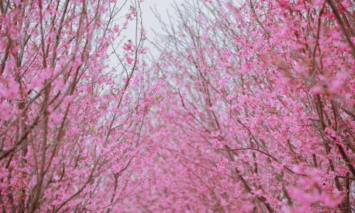 Valley of Flowers