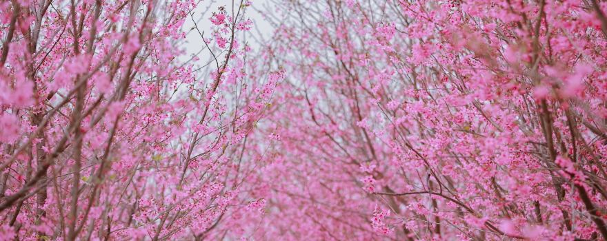 Valley of Flowers
