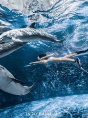 陵水海洋世界美人魚潛水中心