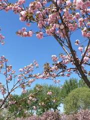 藍調薰衣草莊園