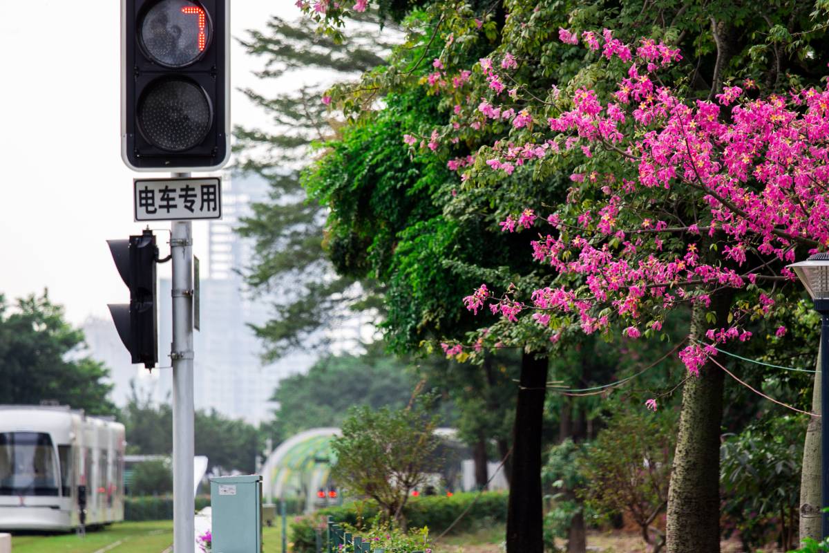 7. 🚋 Time Travel by Tram: Guangzhou’s Moving Postcard