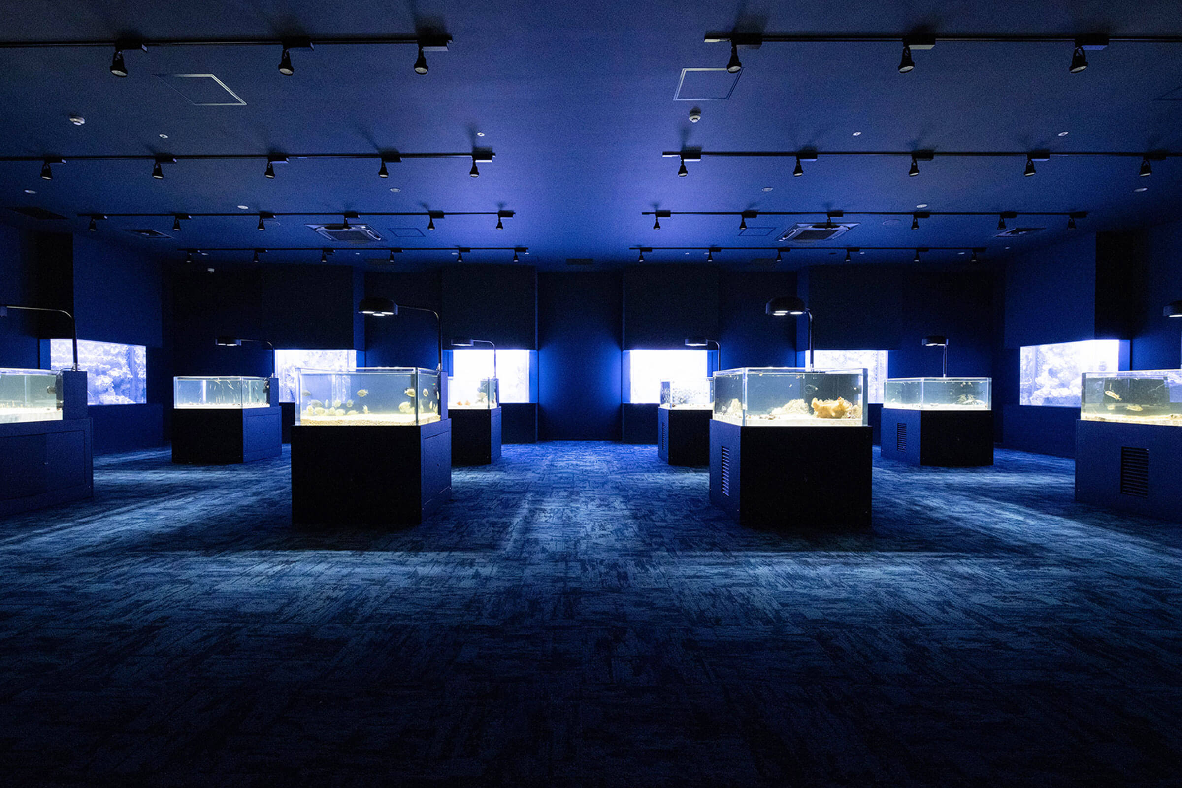 沖縄 DMMかりゆし水族館 入場Eチケット 予約