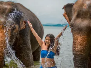 Lily Elephant Camp