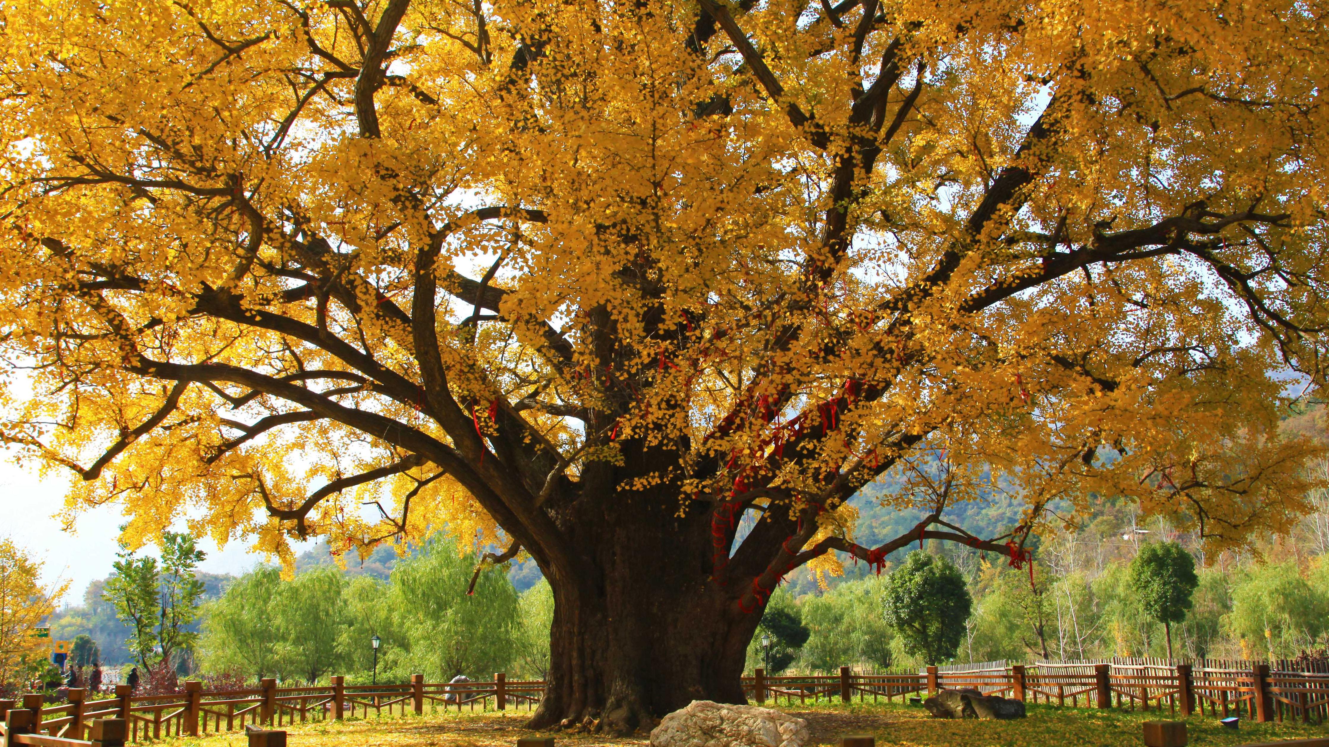 隨州熱門賞秋好去處