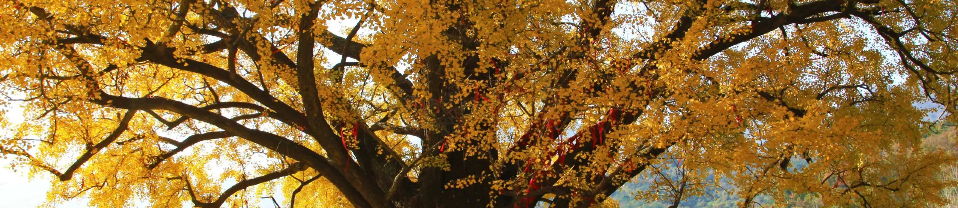 Fall Viewing Attractions
