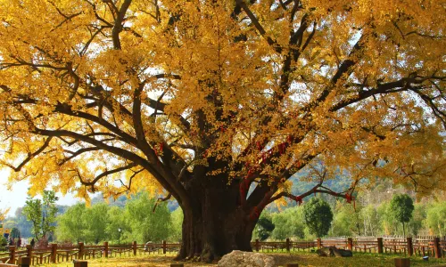Dahong Mountain Scenic Spot