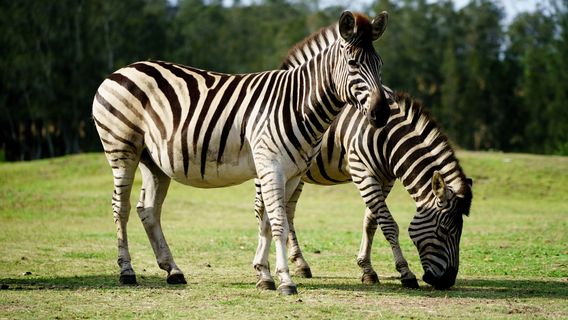 Mogo Wildlife Park