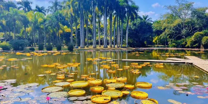 Xishuangbanna Tropical Botanical Garden image 2
