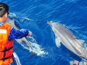 Turumoan Whale Watching Experience