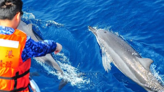 Turumoan Whale Watching Experience