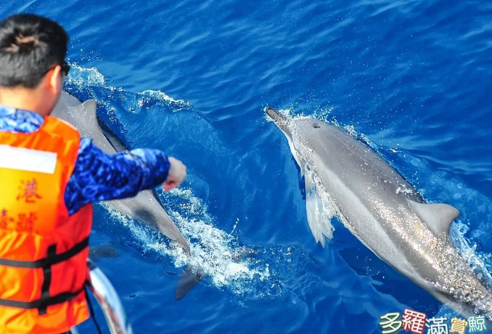 1_Turumoan Whale Watching Experience