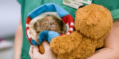 可倫賓野生動物保護區