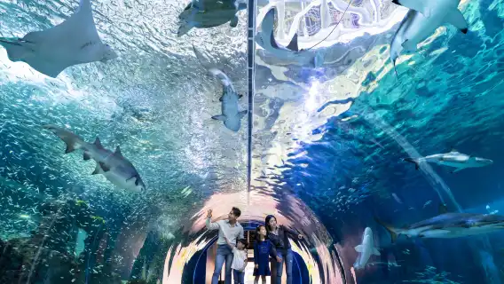 濟州島Aqua水族館+月汀裡+小狗咖啡+史努比樂園東線一日遊