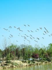 Yangshahu National Wetland Park