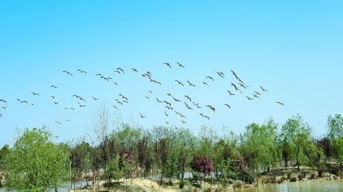 洋沙湖國家濕地公園