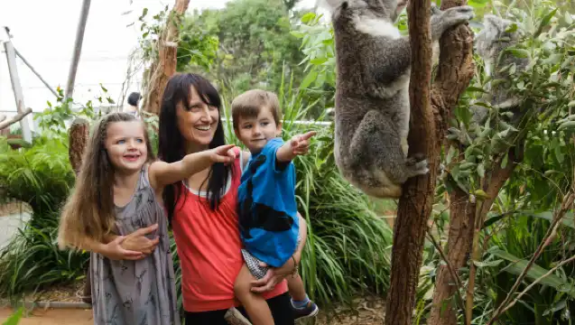 雪梨藍山國家公園一日遊【3段纜車丨動物園｜林肯岩丨賓士小團】