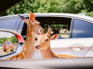 Yancheng Safari Park