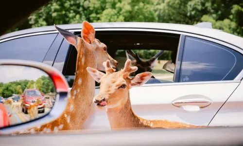 Yancheng Safari Park