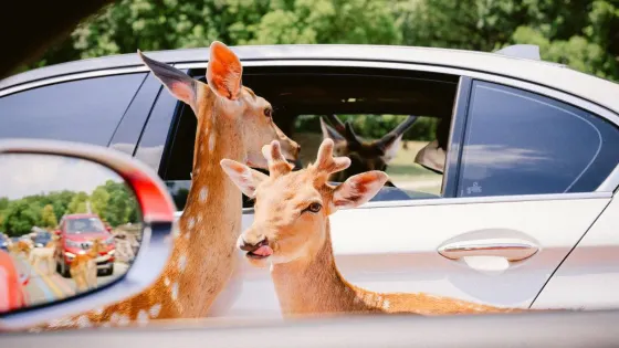 淹城野生動物世界