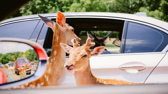 Yancheng Safari Park