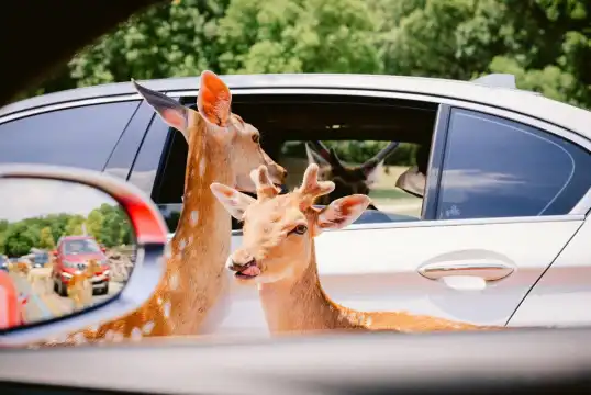 江蘇淹城野生動物世界周辺のホテル