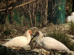 Qinling Four Rare Animals Science Park