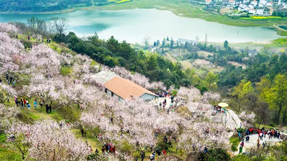 沼山古村桃鄉景區