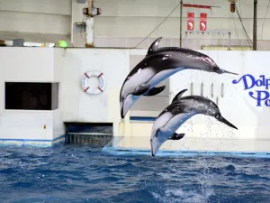Noboribetsu Marine Park Nixe