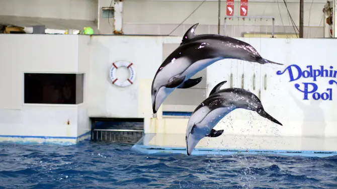 3_登別海洋公園尼克斯
