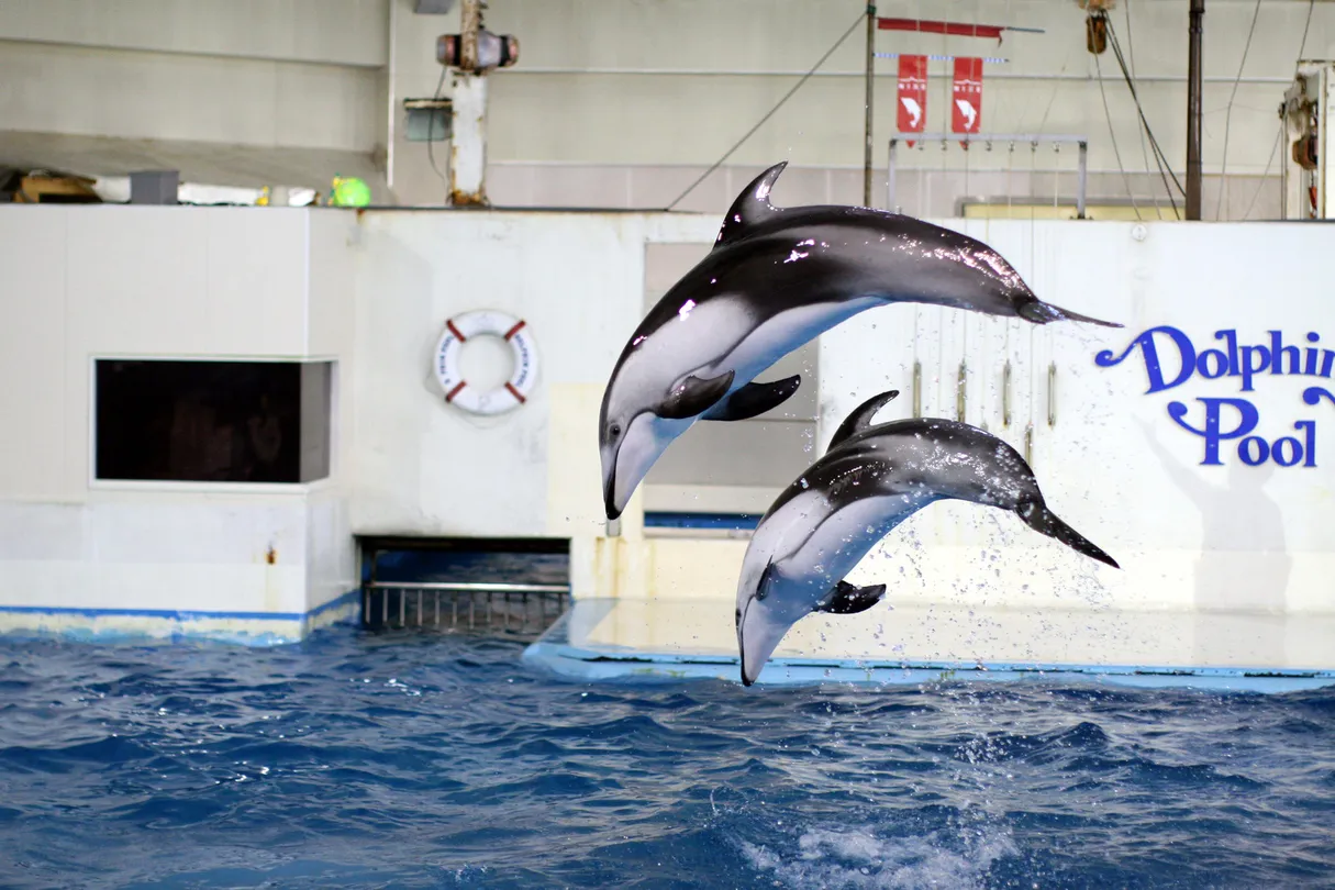 3_登別海洋公園尼克斯
