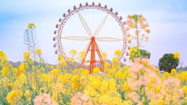 貴州黔南金海雪山+龍架山鬱金香一日遊【純玩團睇油菜花】