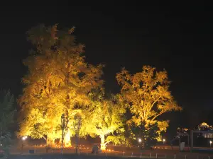 Millennium Ginkgo Valley Cultural Tourism Area