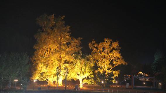 Millennium Ginkgo Valley Cultural Tourism Area