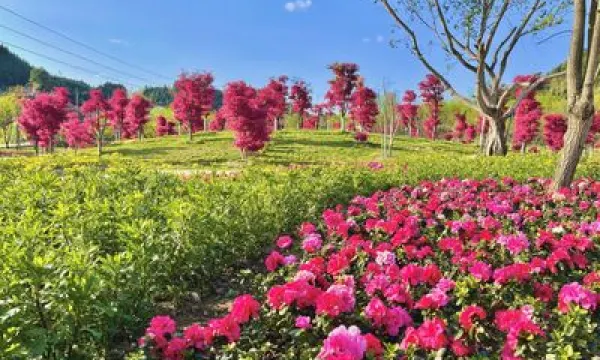 籠箱蓋楓杏生態旅遊景區