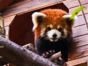 Red Panda Forest Park